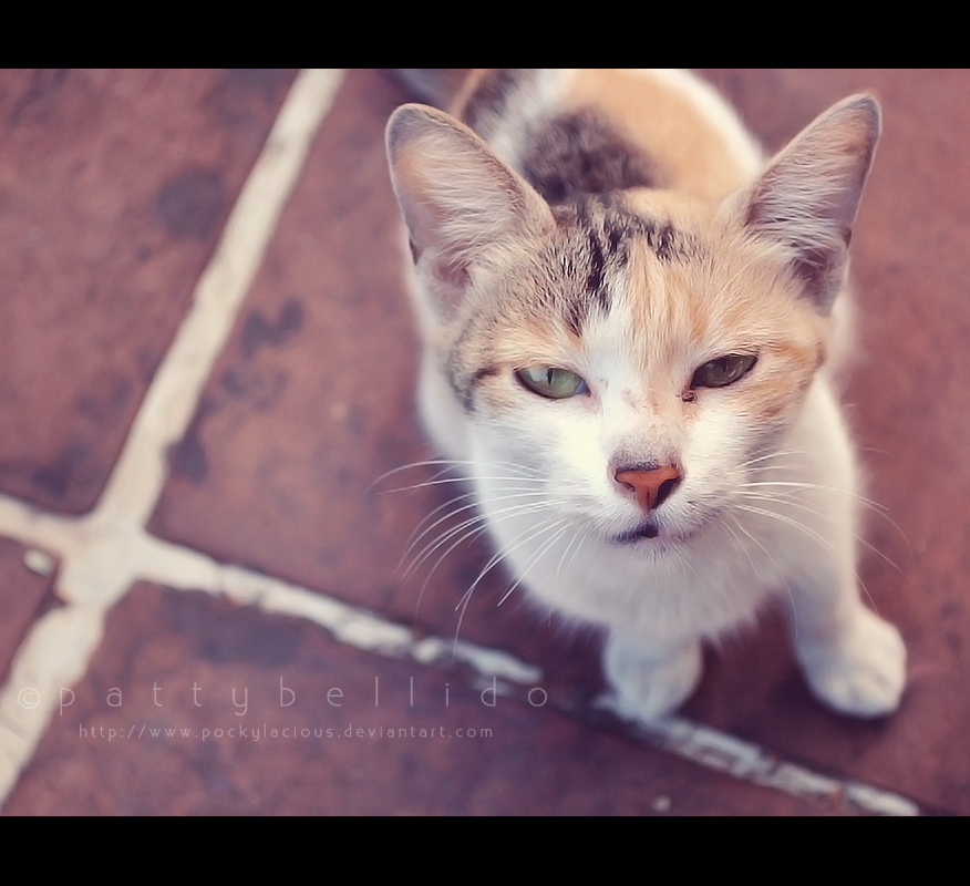 Stray cat I