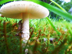 Mushroom Macro 1