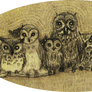 Owlies