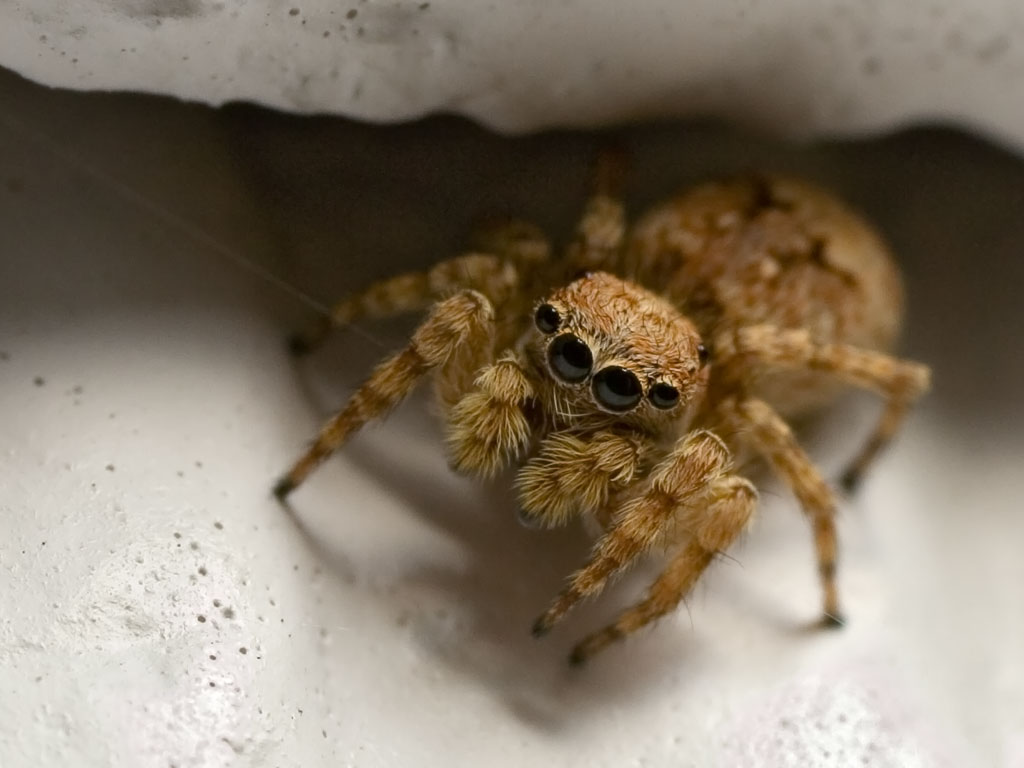 Hiding Jumping Spider