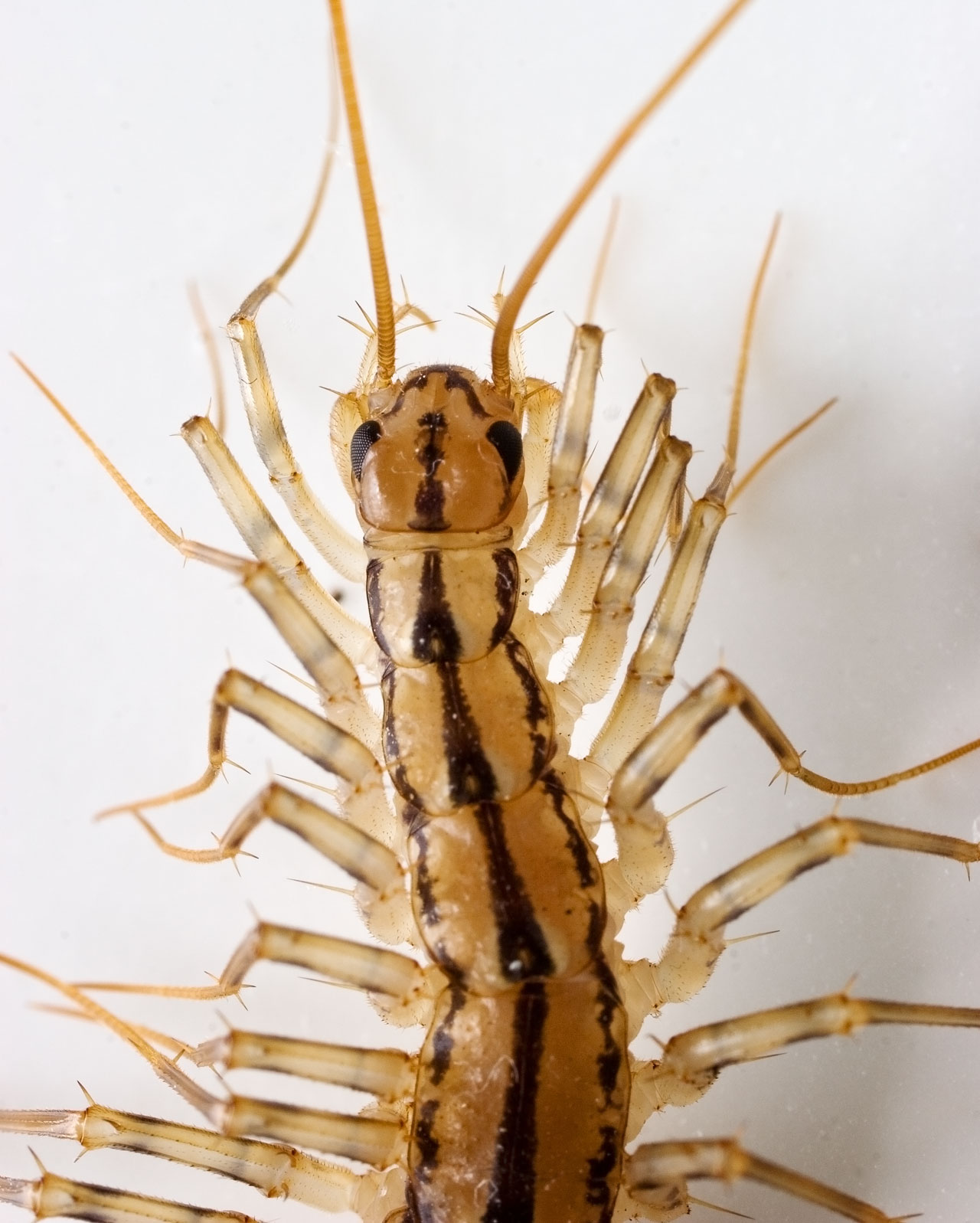 House Centipede 1