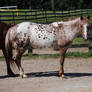 Standing POA Mare - Stock