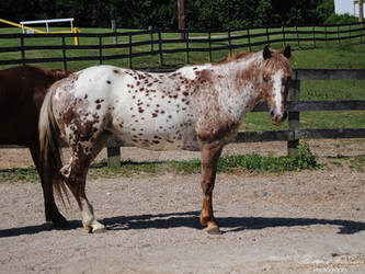 Standing POA Mare - Stock