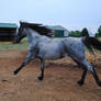 TWH Cantering Away - Stock