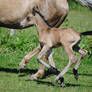 Cantering Arabian Cross - Stock