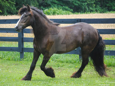 Friesian/Cob Cross Trotting - Stock