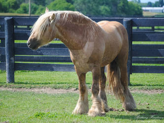 Gypsy Vanner Stallion - Stock