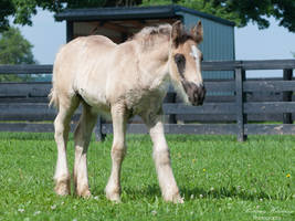 Curious Gypsy Vanner Colt - Stock