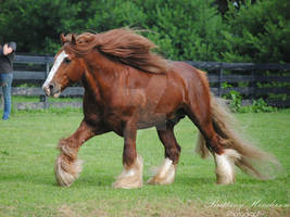 Cantering Gypsy Vanner Stallion - Stock