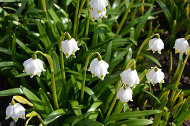 snowdrops