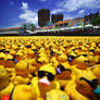 Duck Invasion