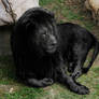 Black (Melanistic) Lion