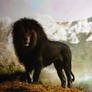 Black Lion