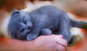 Blue cat