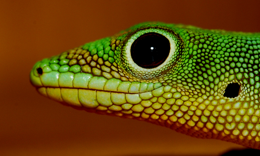 Green Gecko