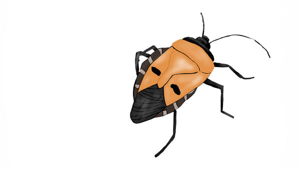 Stink bug by Sunburst7 on DeviantArt