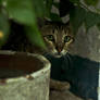 huntress