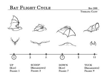 Bat Flight Cycle