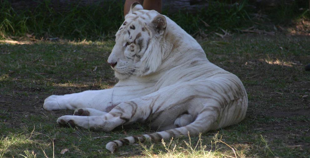 WHITE TIGER