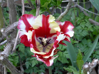 Striped flower