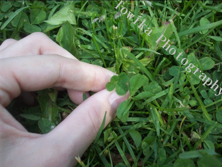 Trefle a 4 feuille by Towika on DeviantArt