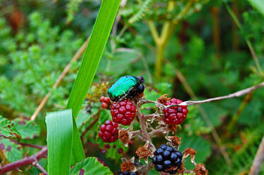 Beetle on Blackberries