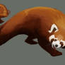 red panda and binturong
