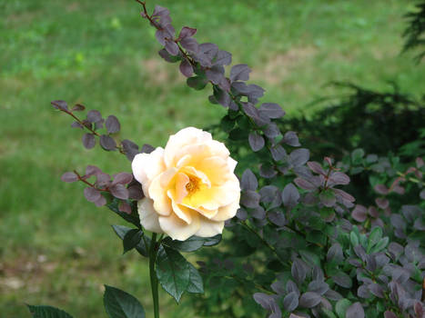 Rosebush