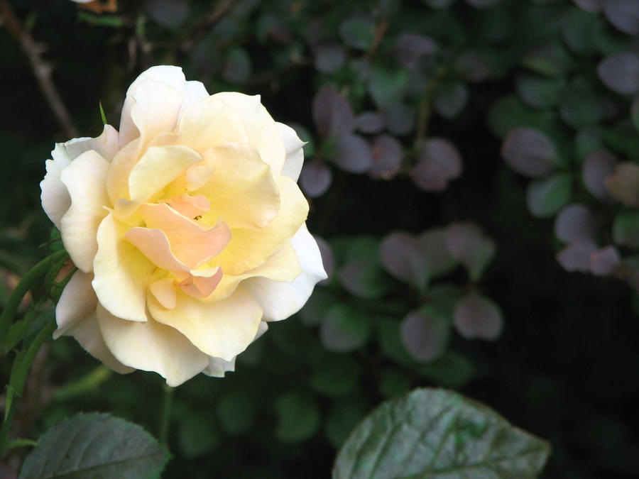 Rosebush Blossom