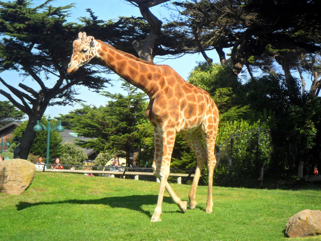 San Fran Zoo by spyders169 on DeviantArt