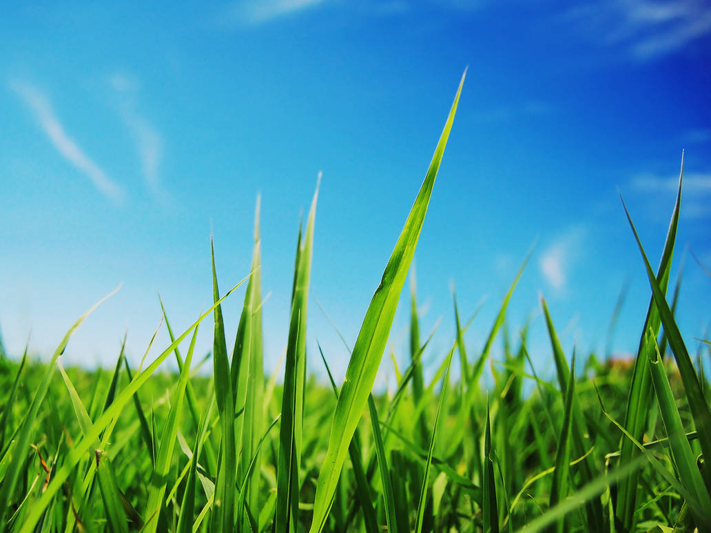 Grassy by FlishFun on DeviantArt Grassy by FlishFun on DeviantArt