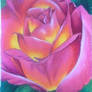 pink/yellow rose