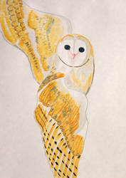 Barn owl