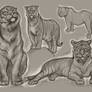 Big Cats Studies