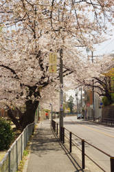 Blossom Dappled Street