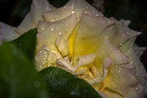 Drops on a Yellow Rose