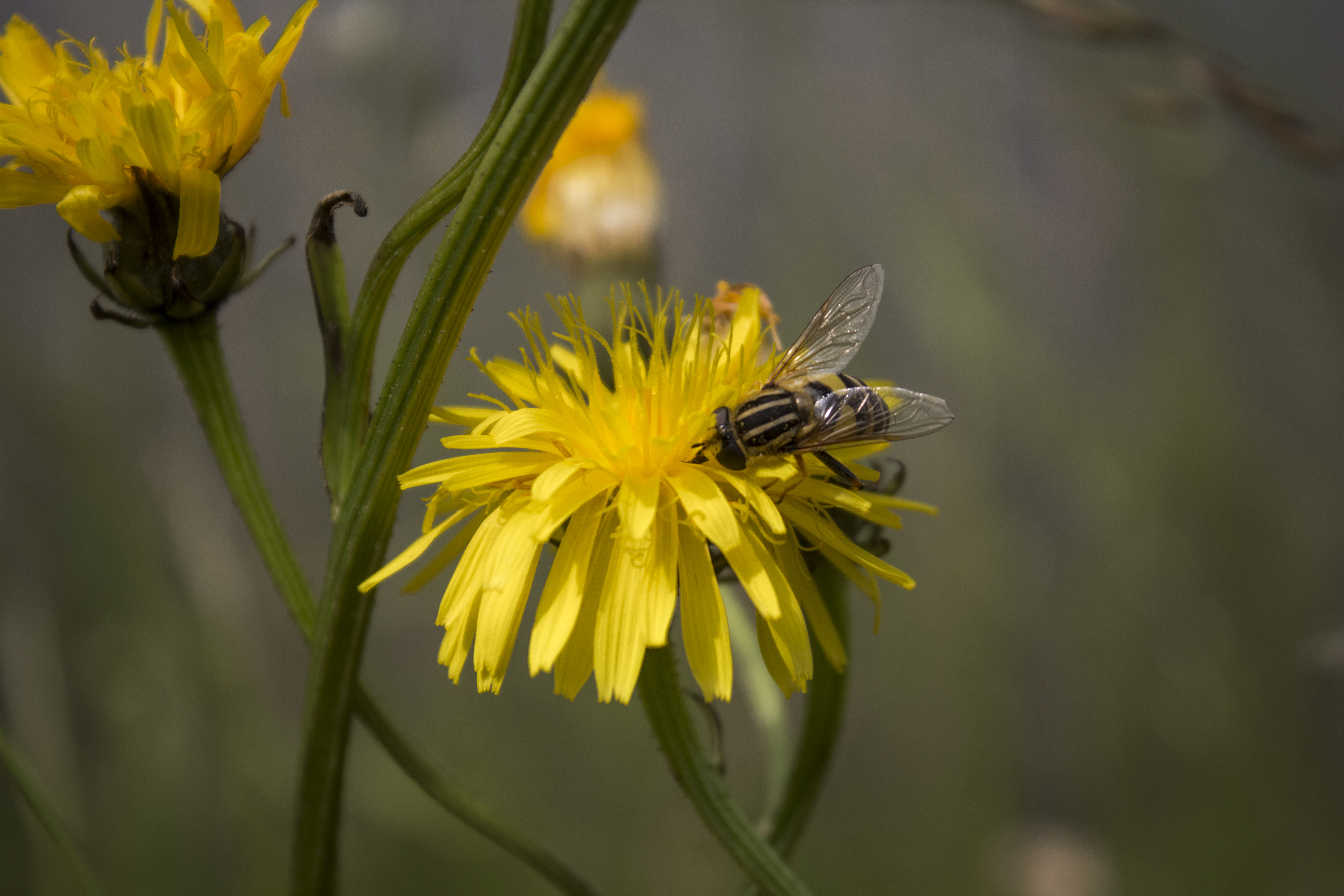 Fly on a Hawksbeard Flower