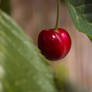 Beautiful Red Cherry