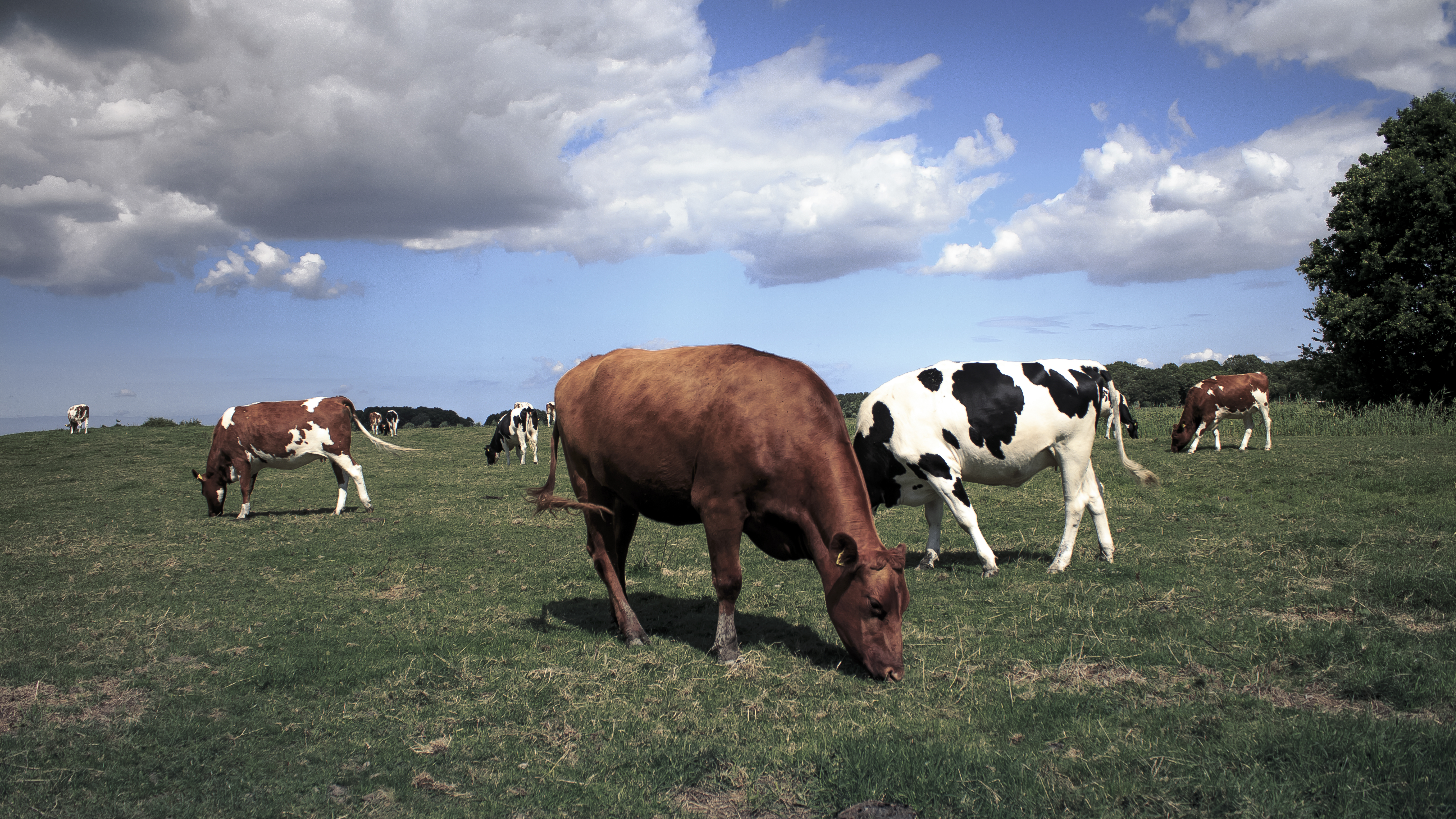 Cows HDR