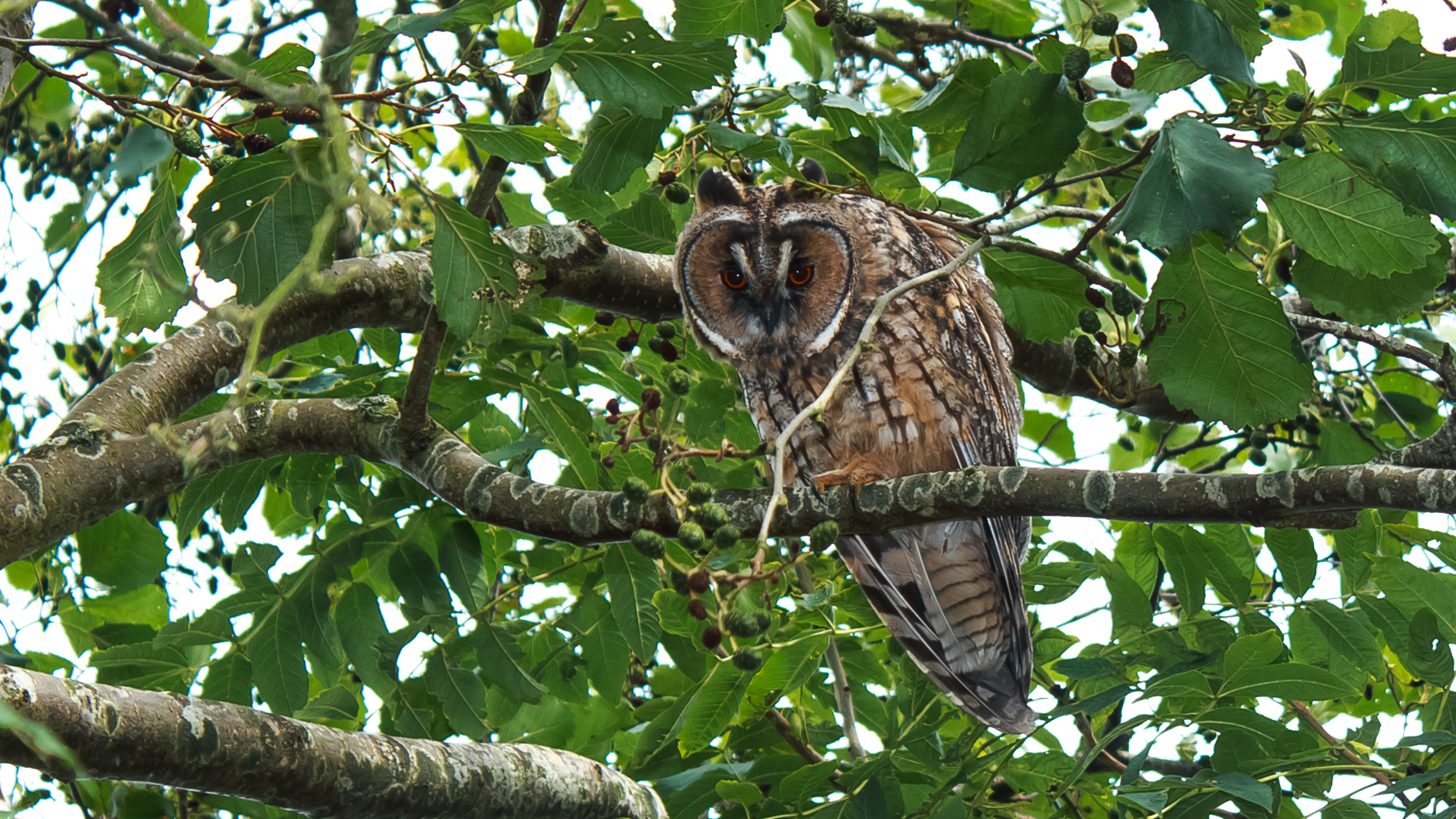 Owl in a tree