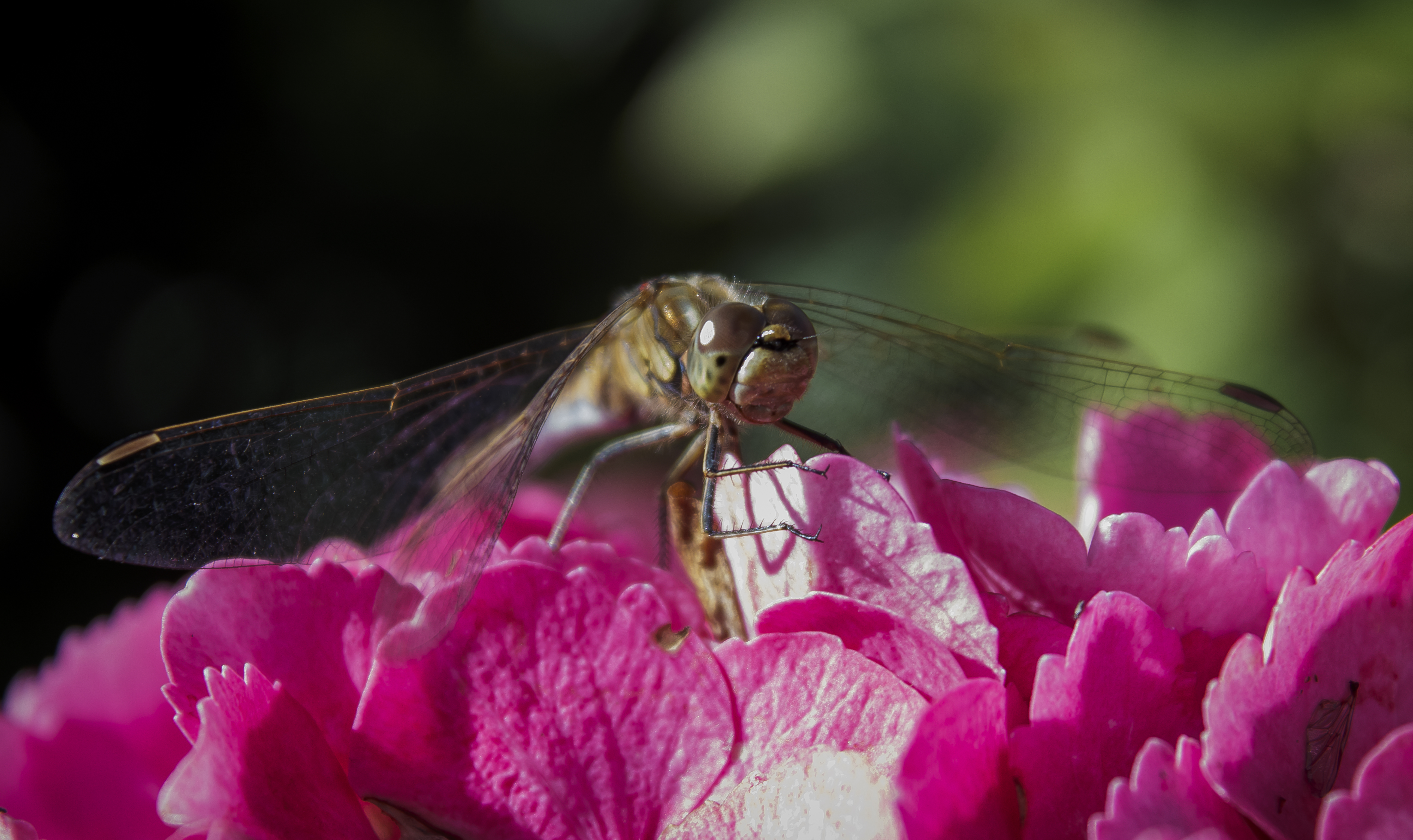 Dragonfly Close up