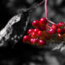 Red Berries Red-only