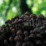 Mushroom Mountain