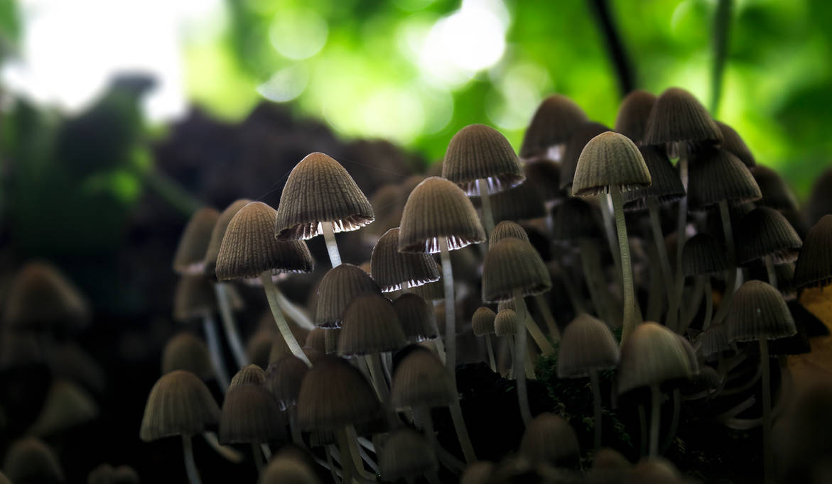 Sunlight Mushrooms by Danimatie