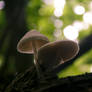 Beautiful Tiny Mushrooms