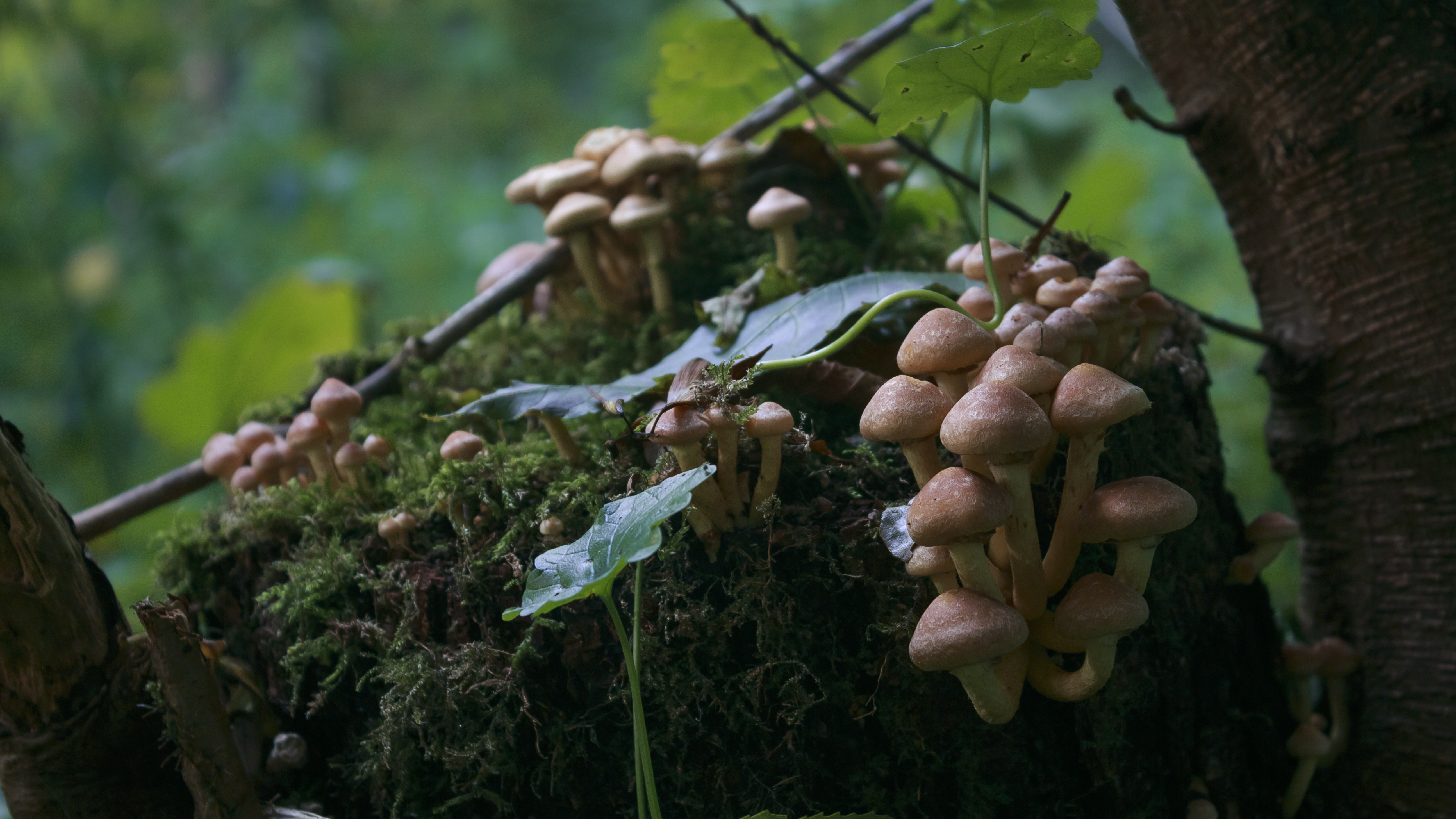 Mushrooms on a Tree Stump