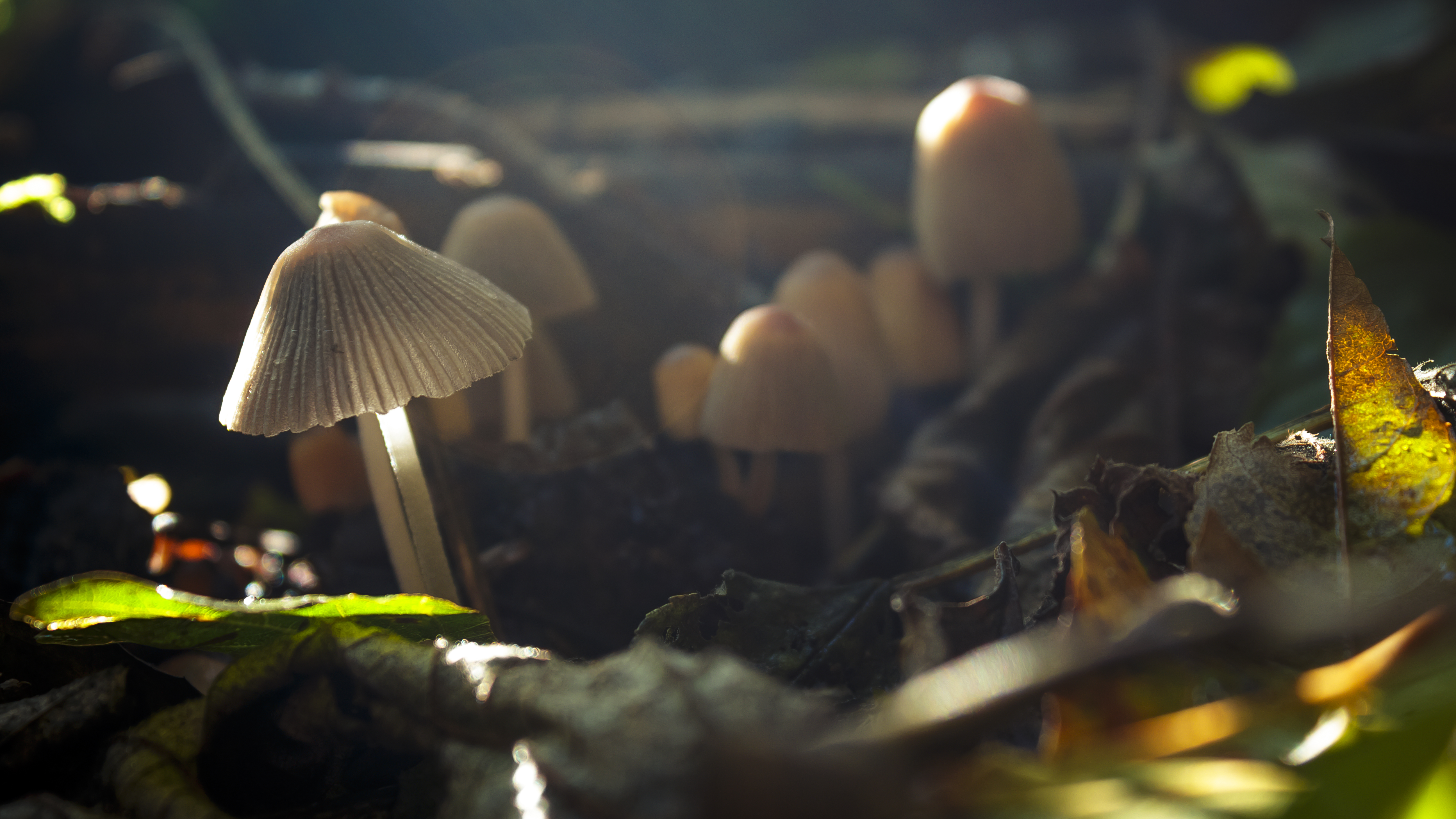 Tiny Autumn Mushrooms in the Sunlight