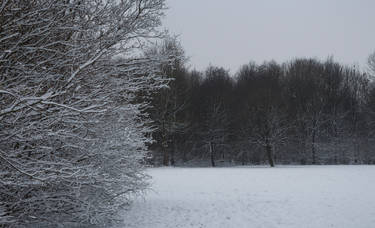 Snowy Field