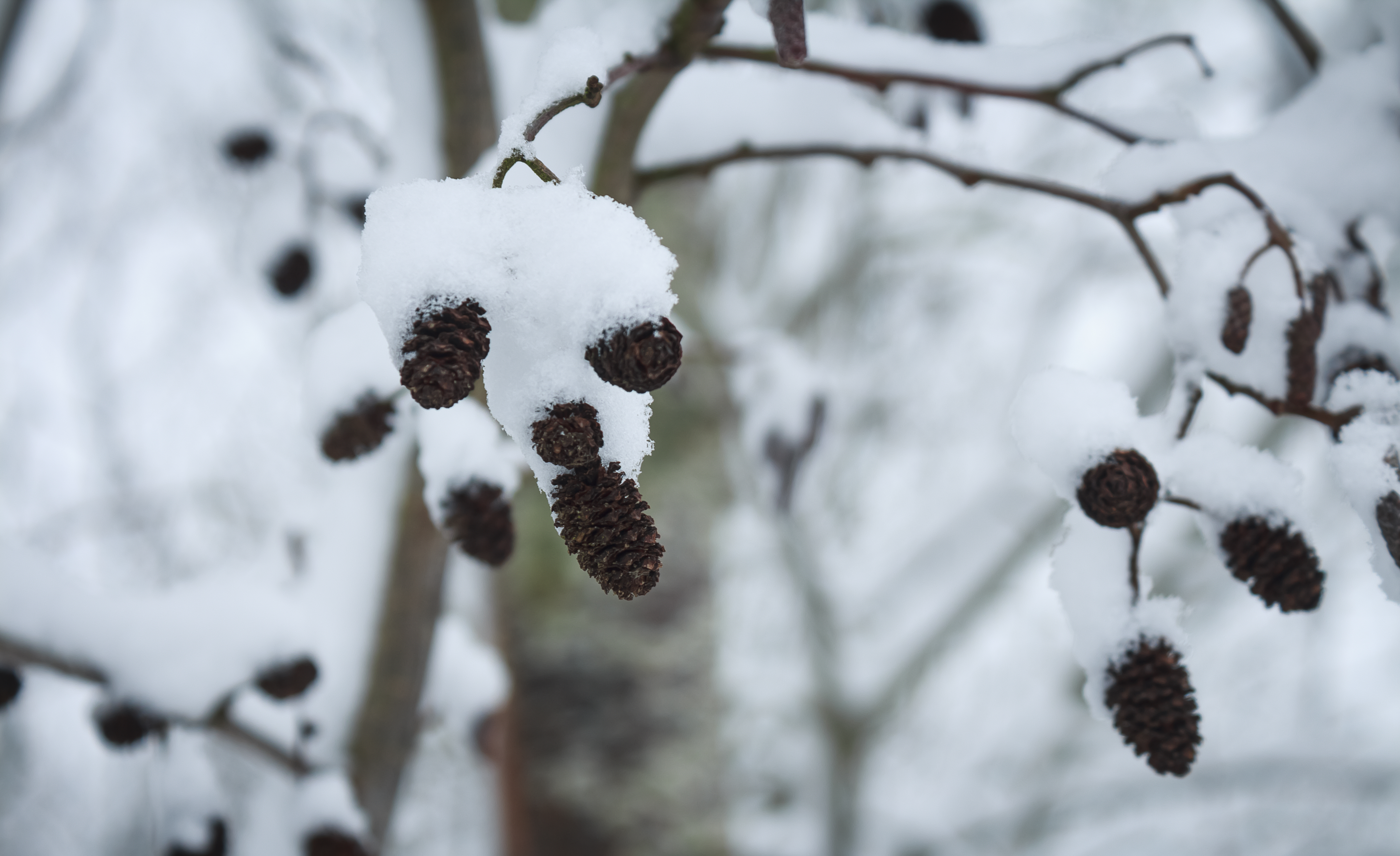 Small pinecones?