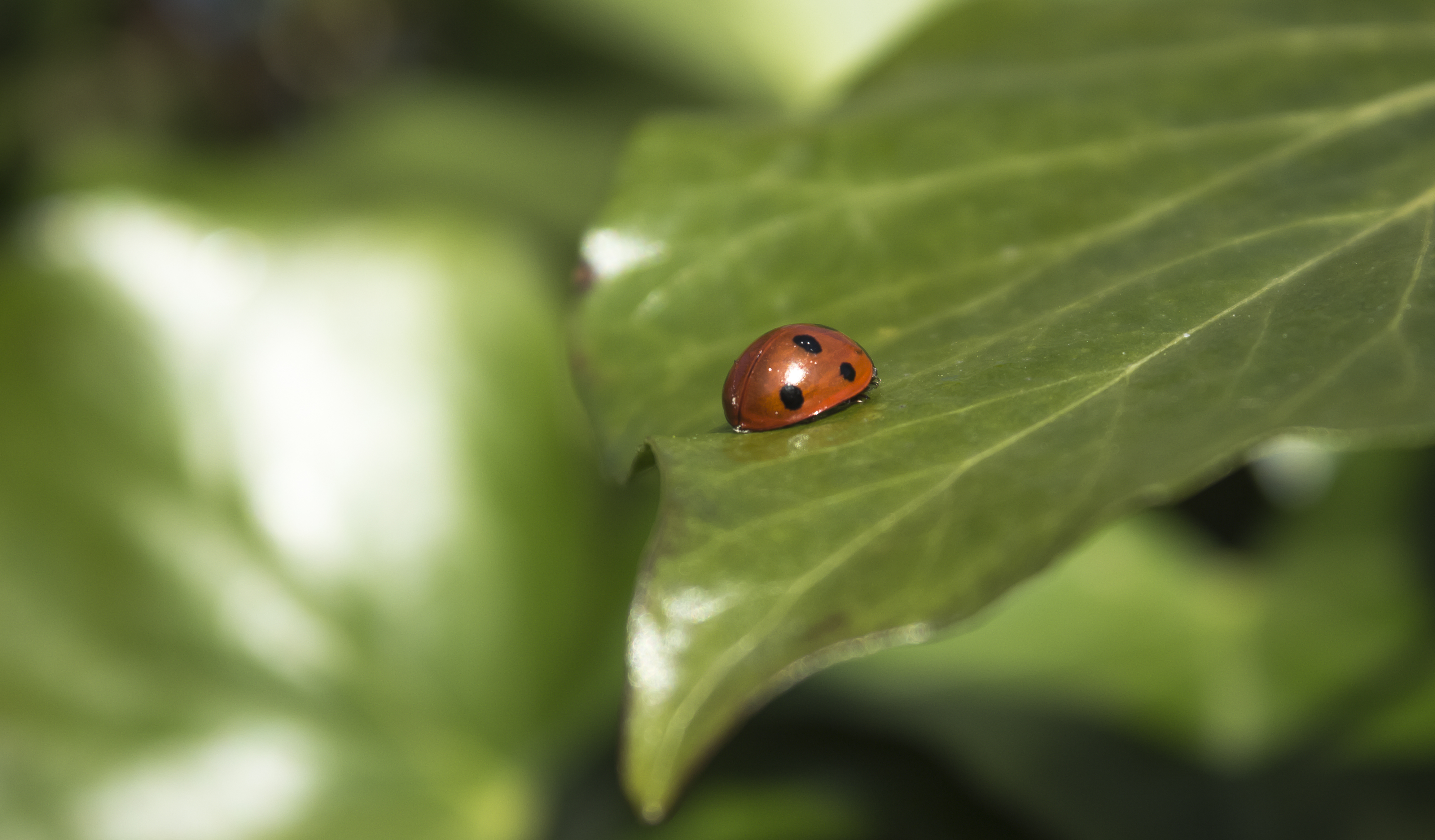 Ladybug on leaf